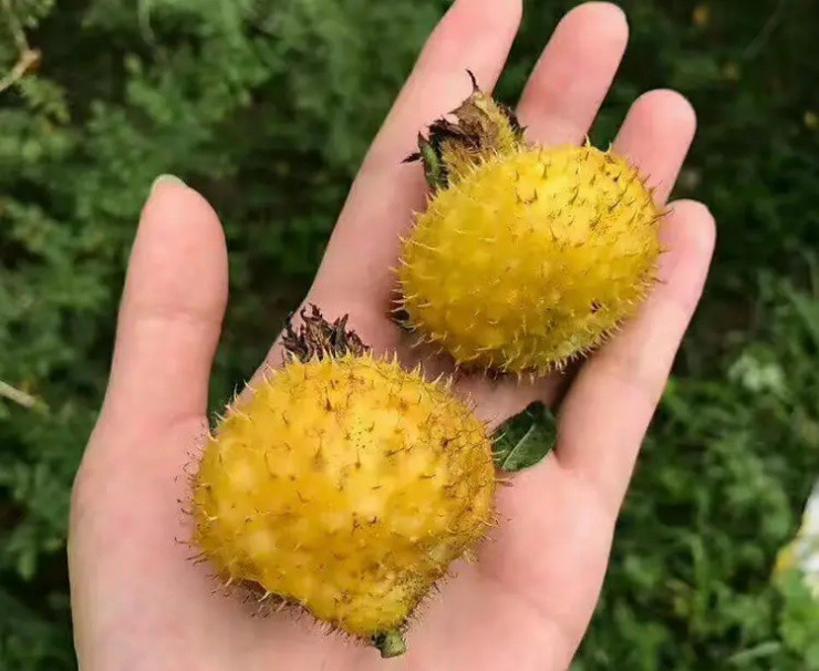 Lê gai - Quả dại đầy gai giàu dinh dưỡng Le gai - Qua dai day gai giau dinh duong