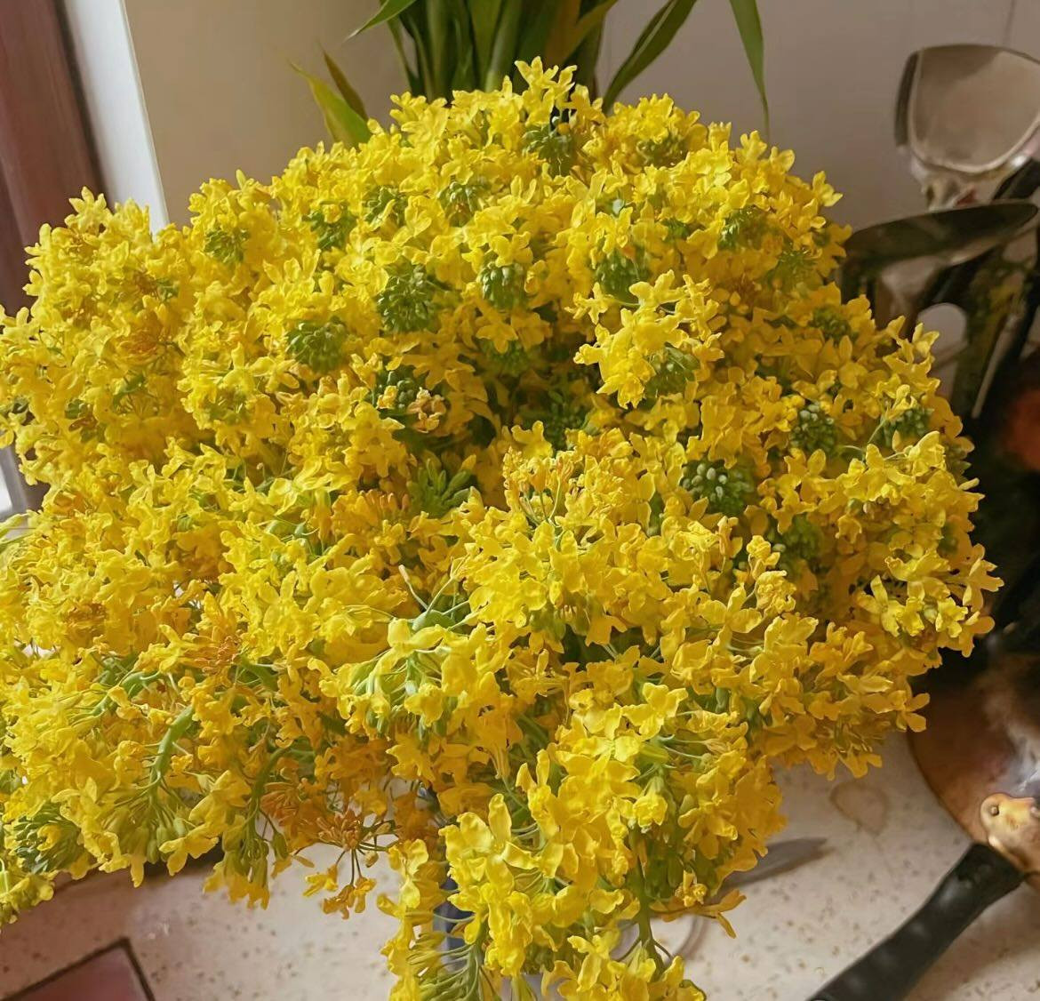 Tưởng chừng chỉ là một loại rau quen thuộc trong bữa cơm hằng ngày, súp lơ khi được đặt vào bình cắm hoa lại mang đến một vẻ đẹp lạ mắt và thú vị.