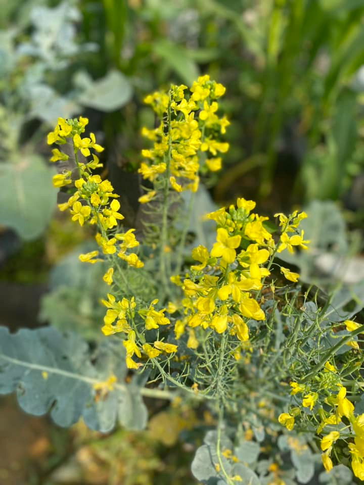 Có người chọn cắm nguyên bông súp lơ lớn để tạo dáng sang trọng, có người lại sáng tạo hơn khi kết hợp thêm cà rốt, rau cải hoặc các loại hoa quả đầy màu sắc để tạo nên một bình hoa hài hòa và bắt mắt.