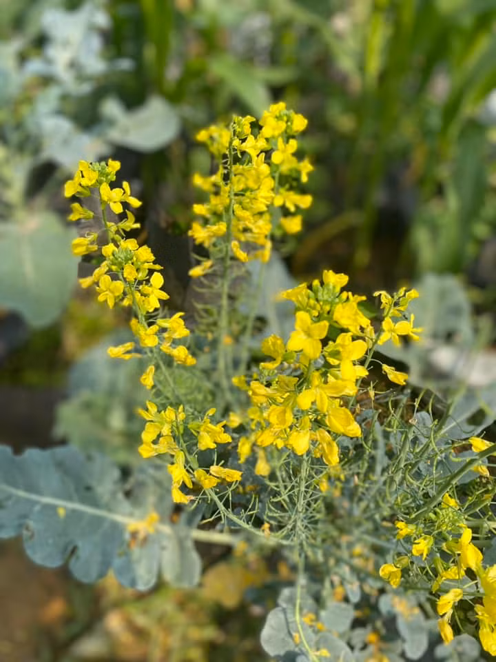 Có người chọn cắm nguyên bông súp lơ lớn để tạo dáng sang trọng, có người lại sáng tạo hơn khi kết hợp thêm cà rốt, rau cải hoặc các loại hoa quả đầy màu sắc để tạo nên một bình hoa hài hòa và bắt mắt.