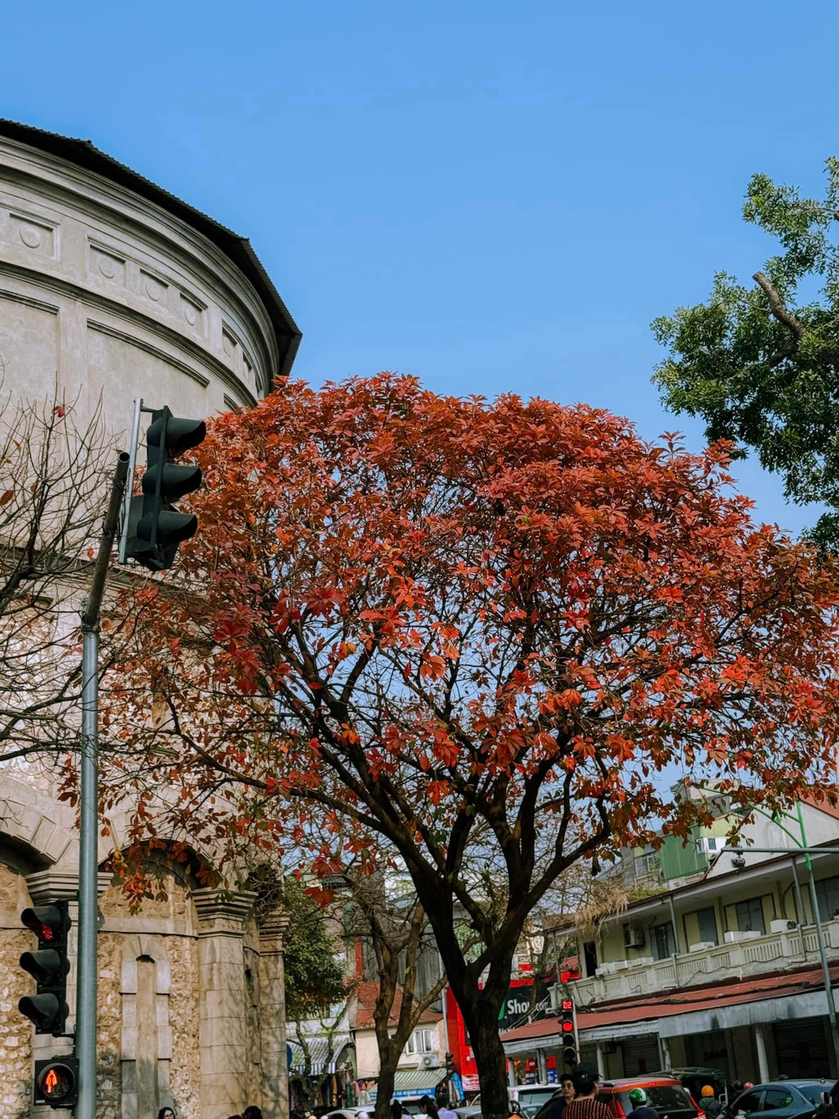 Đặc biệt, khi ánh nắng dịu nhẹ xuyên qua tán cây, tạo hiệu ứng lấp lánh trên những chiếc lá rụng, khung cảnh ấy càng thêm phần huyền ảo. (Ảnh: Huong Nguyen)