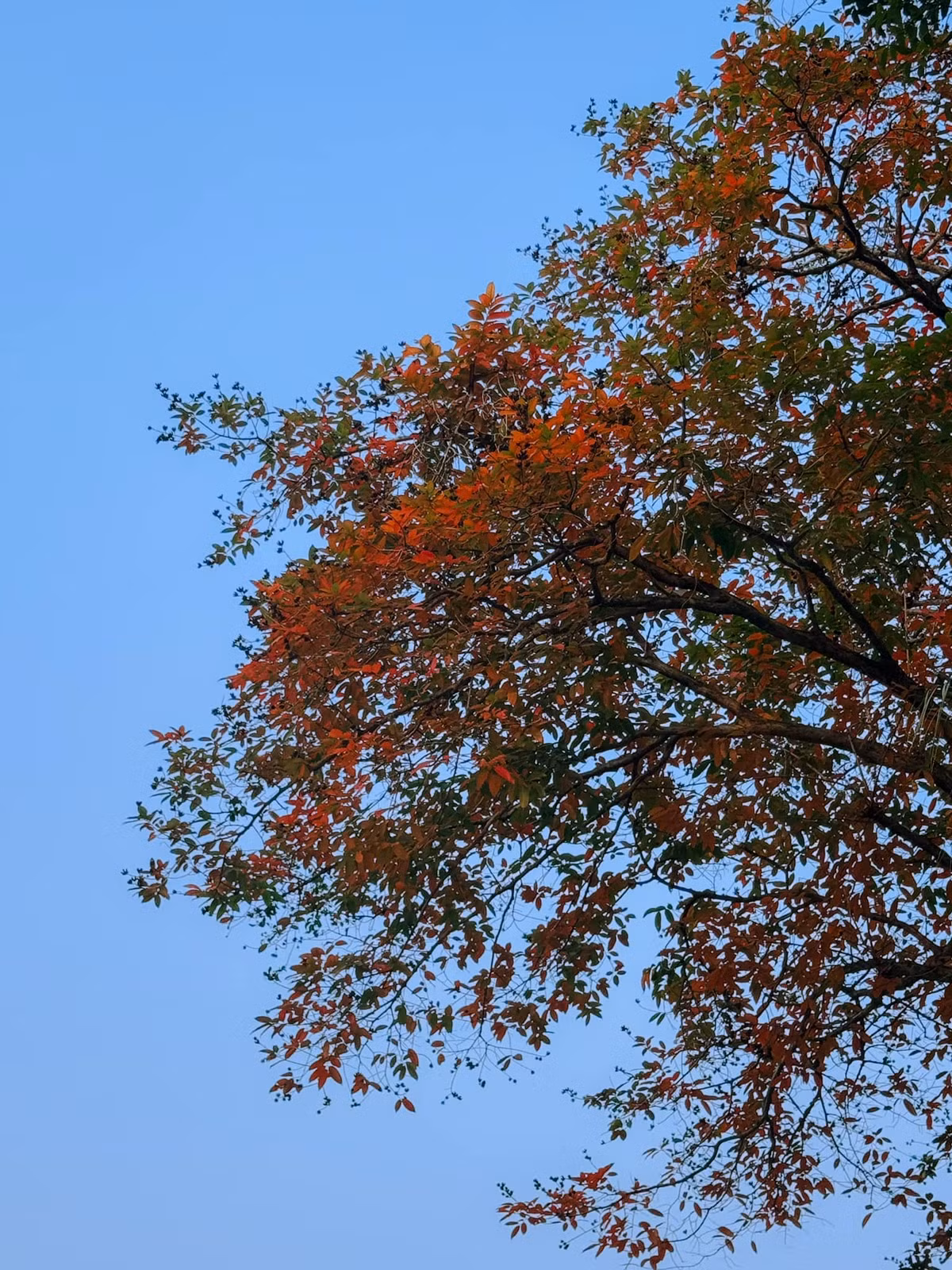 Hà Nội những ngày này nắng vàng ươm mà lại không quá nóng, còn vương lại chút se lạnh của cuối xuân, rất thích hợp cho những buổi chụp hình ngoài trời. (Ảnh: Huong Nguyen)