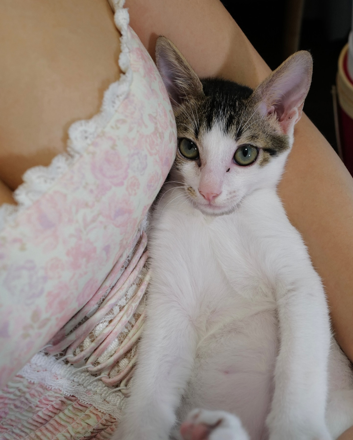 Đặc biệt, góc chụp từ trên xuống để khoe mèo cưng của Khả Ngân khiến nhiều người không thể rời mắt. Nữ diễn viên khéo léo khoe vòng 1 đầy đặn, gợi cảm.