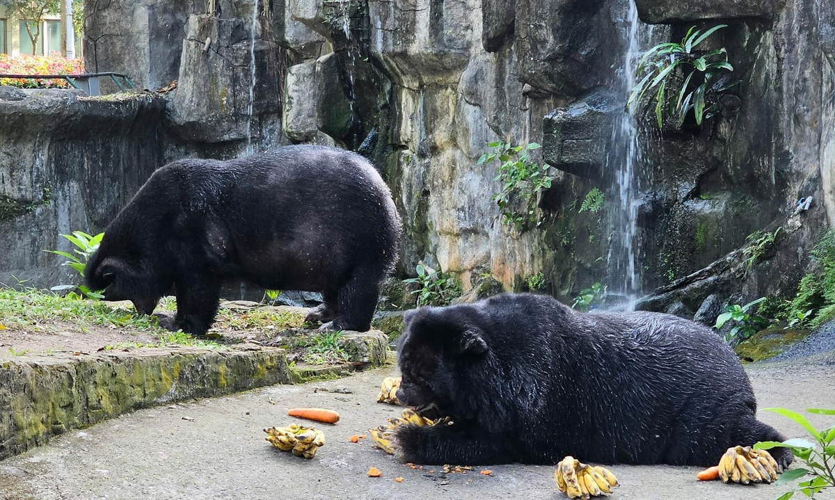 Được biết, vợ chồng gấu Misa - Misi vẫn chưa có mụn con nào. Mặc dù "hiếm muộn" nhưng cuộc sống của Misa, Misi vẫn rất hạnh phúc.