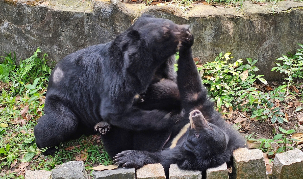 Thậm chí, Thảo Cầm Viên còn e rằng có thể thời gian tới sẽ sớm có bé gấu con.