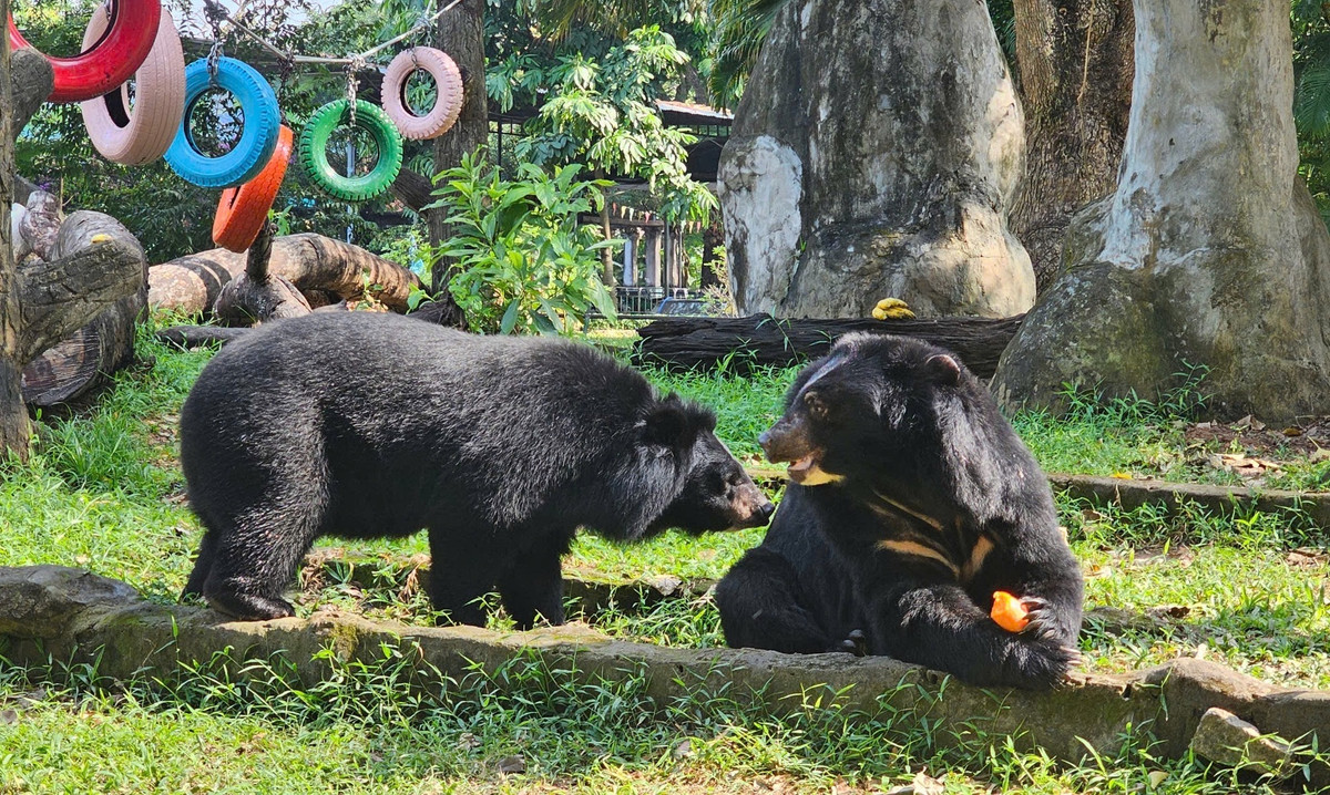 Theo đó, cặp đôi này vừa được chuyển về cùng chỗ ở với nhau không lâu. Như chia sẻ từ Thảo Cầm Viên, ban đầu, đội ngũ chăm sóc động vật ở đây còn phải đưa ra rất nhiều kịch bản trong trường hợp khi mới chuyển đến mà cặp đôi này có xung đột như "nếu anh chị không chịu nhau, đánh nhau thì phải xịt nước"...