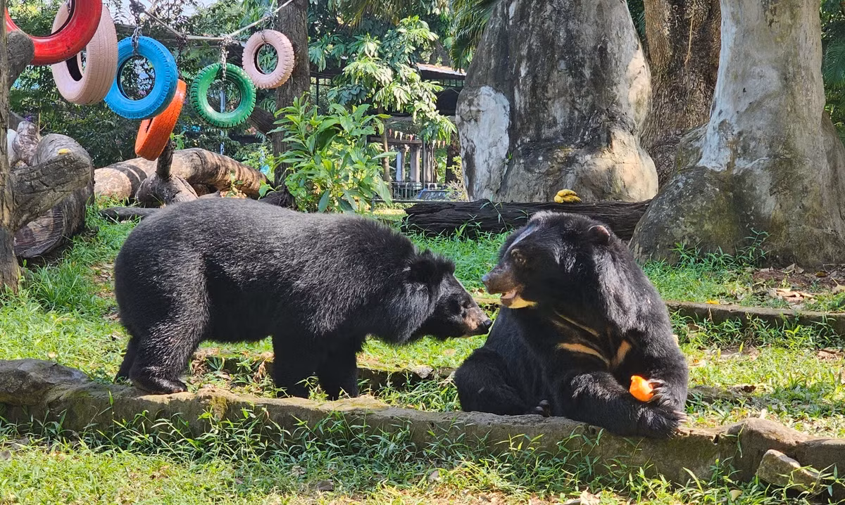 Theo đó, cặp đôi này vừa được chuyển về cùng chỗ ở với nhau không lâu. Như chia sẻ từ Thảo Cầm Viên, ban đầu, đội ngũ chăm sóc động vật ở đây còn phải đưa ra rất nhiều kịch bản trong trường hợp khi mới chuyển đến mà cặp đôi này có xung đột như "nếu anh chị không chịu nhau, đánh nhau thì phải xịt nước"...