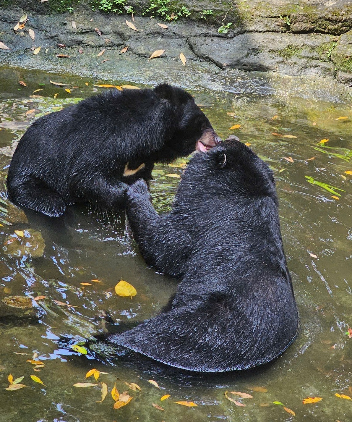 Mới đây, trên fanpage chính thức, Thảo Cầm Viên Sài Gòn vừa cập nhật hình ảnh của cặp đôi gấu Đô - La với những thông tin khiến du khách vô cùng thích thú.