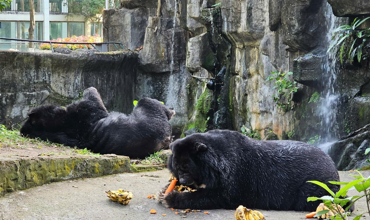 Một cặp đôi gấu ngựa khác cũng vô cùng nổi tiếng ở Thảo Cầm Viên chính là Misa – Misi. Cưới nhau năm 1995, cặp đôi này vừa được tổ chức lễ kỷ niệm 30 năm ngày cưới.