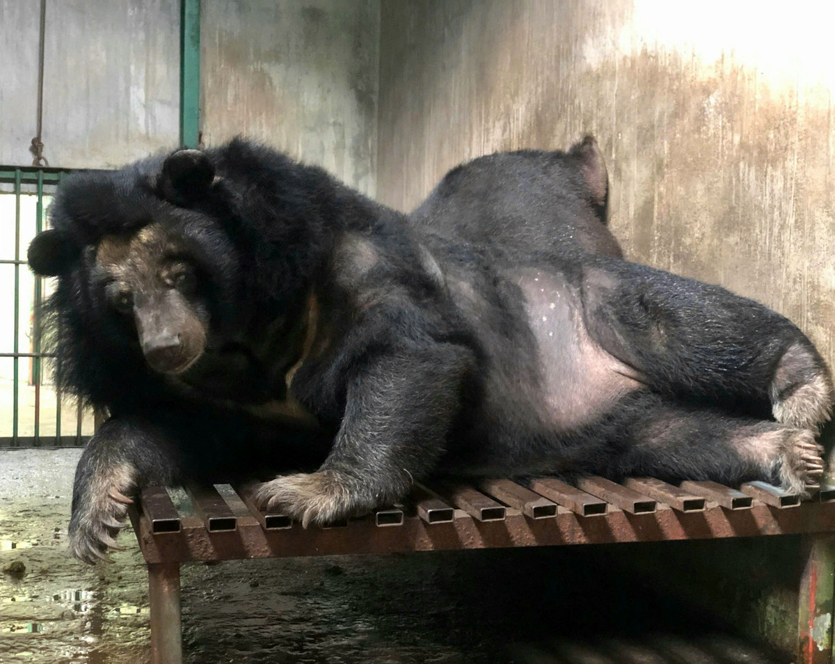 Thảo Cầm Viên đã và đang là vườn thú hot nhất nhì Việt Nam hiện tại khi liên tục có những câu chuyện về động vật hết sức thú vị, thu hút sự quan tâm của du khách. Mới đây, Thảo Cầm Viên vừa ra mắt tour đêm với chương trình hấp dẫn mang đến trải nghiệm mới lạ, độc đáo cho khách tham quan.