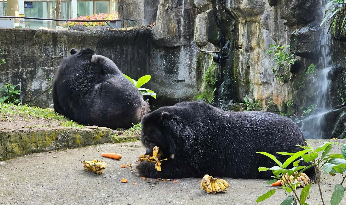 Vì sống lâu năm ở Thảo Cầm Viên nên tính đến hiện nay chúng đã được chăm sóc bởi nhiều thế hệ nhân viên.