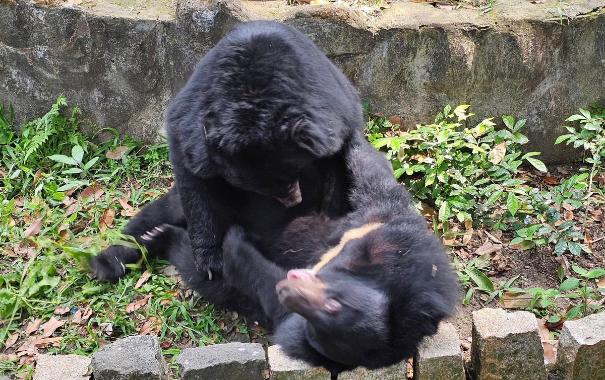 Thế nhưng, cặp đôi thuộc giống gấu ngựa này từ lúc chuyển về ở với nhau tỏ ra hòa hợp đến bất ngờ. Cả hai còn không ngại phát cẩu lương cho nhân viên sở thú cũng như khách tham quan.