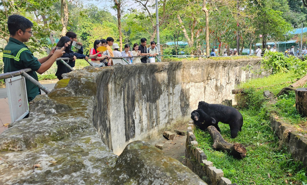 Gấu ngựa là giống gấu thường hoạt động về đêm, ban ngày nằm nghỉ ngơi. Tuy nhiên vào ban ngày khi khách đến tham quan, cặp đôi gấu này vẫn không ngại đến sát phần hàng rào để ôm ấp, hôn hít lẫn nhau...