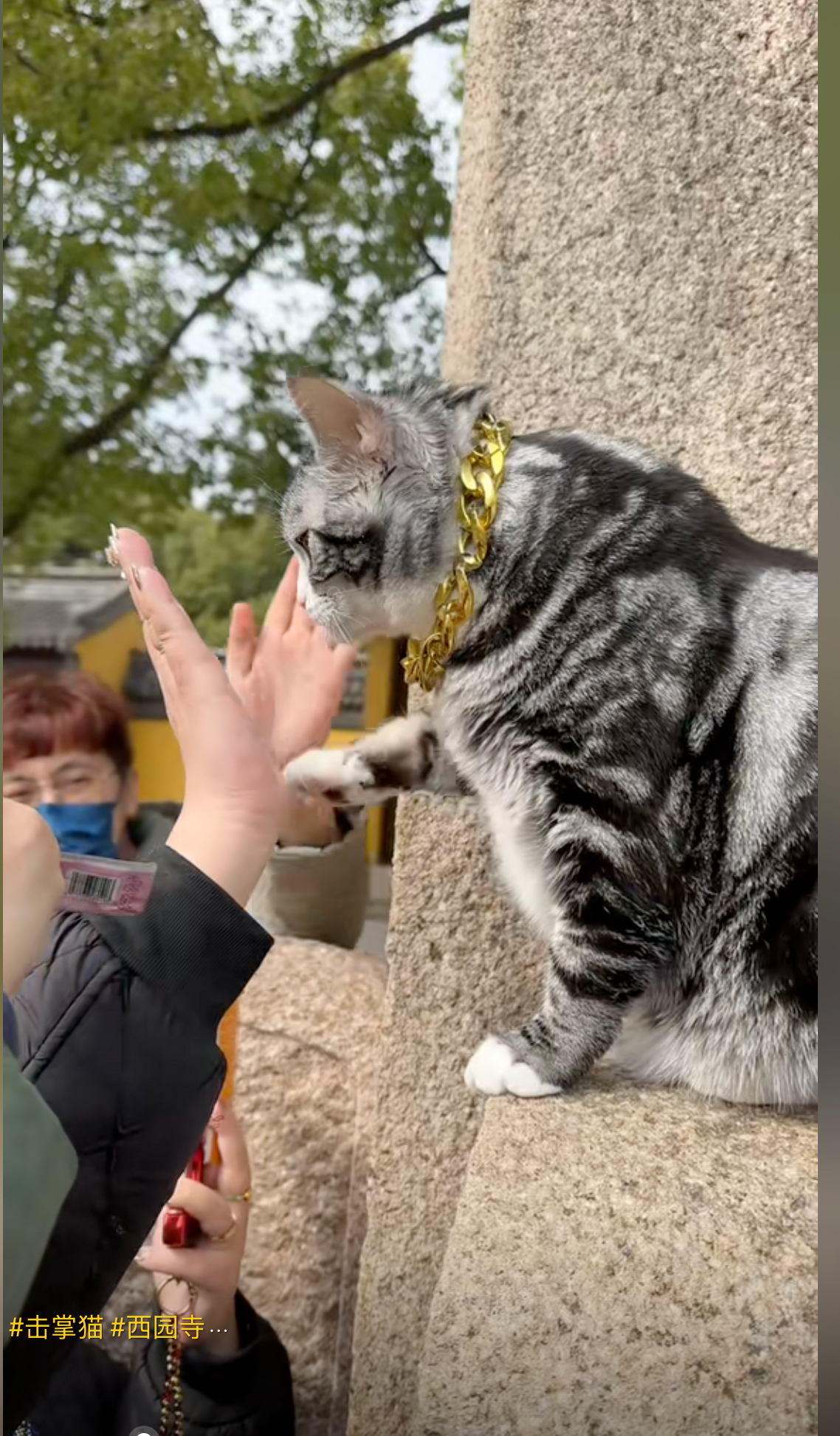 Bên cạnh đó, một số người lại chỉ trích, cho rằng chủ của chú mèo đang bắt con vật làm việc quá sức để thu hút lượt truy cập trực tuyến. Trước ý kiến này, Liu lên tiếng bảo vệ mèo và nói rằng việc phát trực tiếp là để ghi lại quá trình phát triển không phải vì mục đích thương mại.