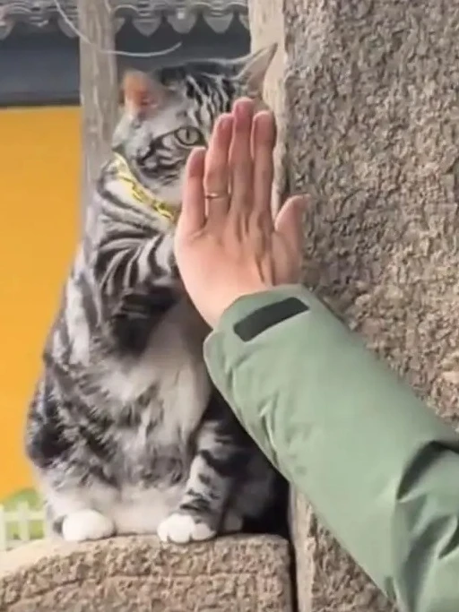 Được biết, con mèo này không phải là mèo hoang mà là thú cưng do một du khách mang đến. Chủ của chú mèo, họ Liu, thường đưa Jellybean đi tắm nắng ở quảng trường bên ngoài ngôi đền vào cuối tuần, nơi có nhóm người yêu thú cưng tụ tập để giao lưu.