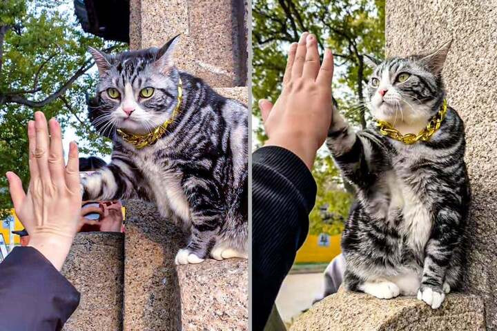 Những video trực tiếp hình ảnh chú mèo đập tay du khách của mèo Jellybean cũng đã thu hút lượng người xem lớn và bình luận khủng.