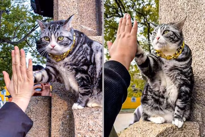 Những video trực tiếp hình ảnh chú mèo đập tay du khách của mèo Jellybean cũng đã thu hút lượng người xem lớn và bình luận khủng.