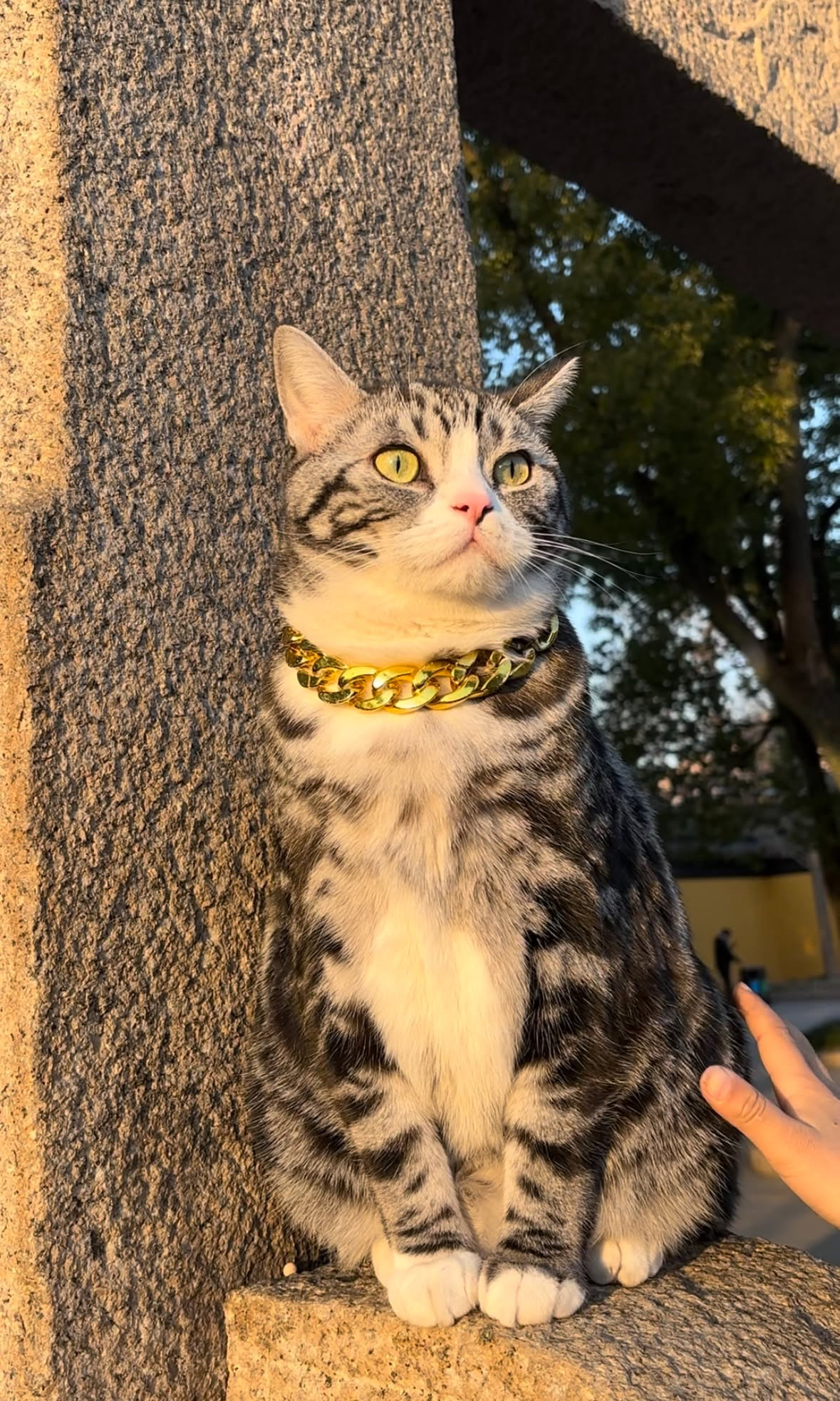 Trong văn hóa dân gian Trung Quốc, mèo được coi là biểu tượng may mắn, thường được miêu tả với bàn chân giơ lên để thu hút sự giàu có. Chú mèo Jellybean với ngoại hình khá mập mạp cùng biểu cảm vô cùng thần thái được nhiều người cho rằng có nhiều nét tương đồng với chú mèo thần tài trong truyền thuyết.