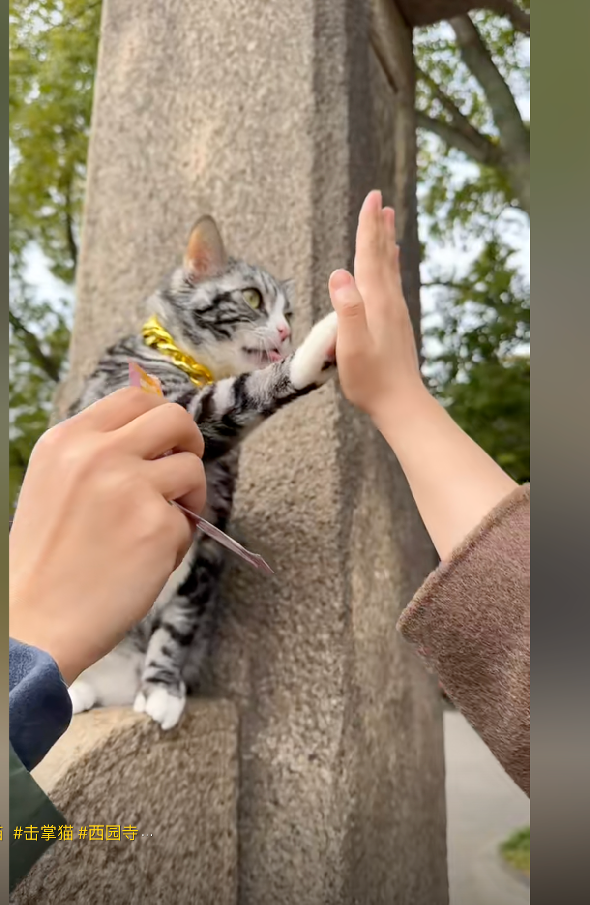 Nhiều người bảy tỏ tan chảy trước hành động đáng yêu của chú mèo.