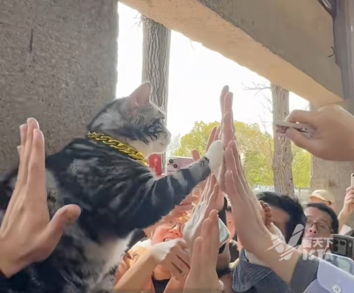 Jellybean trông không khác gì một "minh tinh" trong một buổi fansign giao lưu với fan của mình.