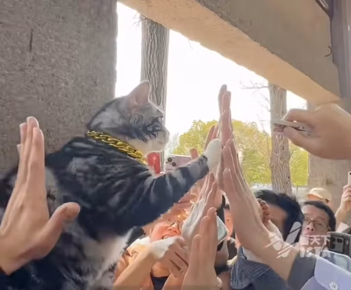 Jellybean trông không khác gì một "minh tinh" trong một buổi fansign giao lưu với fan của mình.