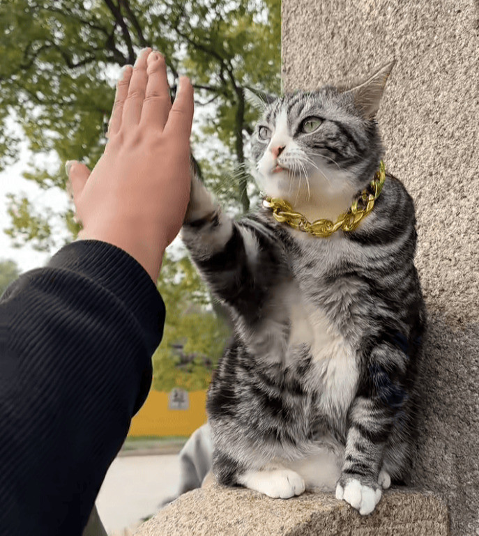 Chùa Xiyuan, một di tích văn hóa nổi tiếng tại thành phố Tô Châu, miền đông Trung Quốc, gần đây đã trở nên nổi tiếng trên mạng xã hội nhờ một chú mèo có hành động chào đón du khách đặc biệt.