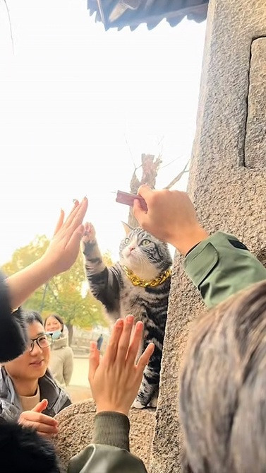 Nhiều netizen gọi chú mèo này là "siêu sao mới nổi", hay "mèo thần". Kể từ khi có sự xuất hiện của chú mèo đặc biệt này du khách đến ngôi chùa cũng trở nên đông hơn. Và không chỉ để tham quan, vãn cảnh chùa mà mục đích của nhiều người đến còn để được high-five với Jellybean.