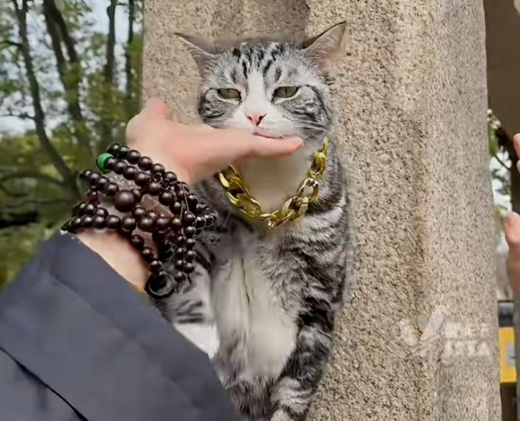 Đoạn video ghi lại cảnh chú mèo có bộ lông màu đen xám, đeo vòng cổ vàng, ngồi trên cột đá lối vào chùa để "chạm tay" với khách du lịch đang lan truyền rộng rãi trên mạng xã hội.