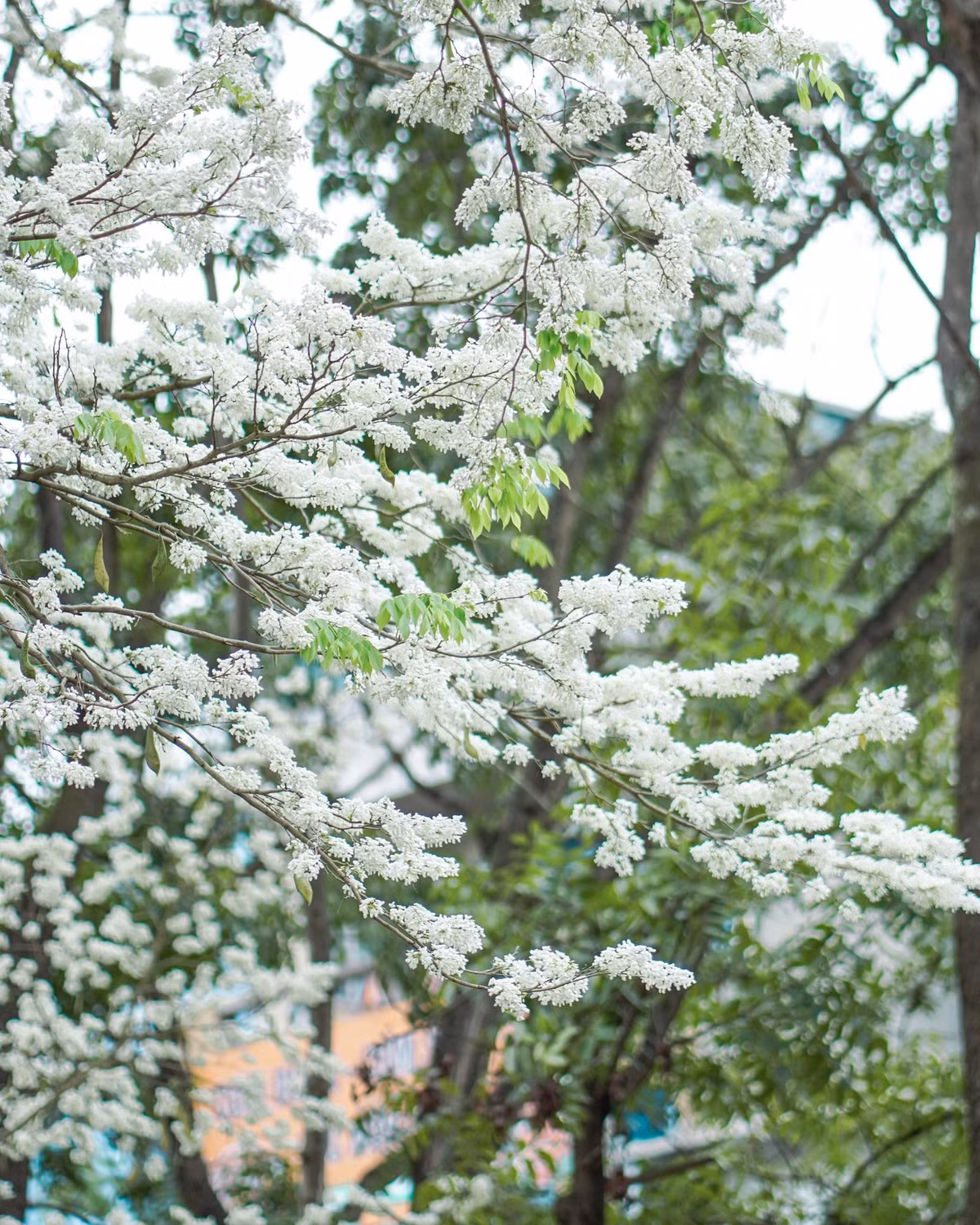 Vẻ đẹp này không chỉ khiến netizen trầm trồ, mà còn khiến nhiều người không quản đường xa để có được tấm ảnh check-in. Điều này tạo nên cảnh tượng giới trẻ ùn ùn kéo đến, xếp hàng dài, chen chân từng góc chỉ để có một bức ảnh với cây sưa trắng muốt. (Ảnh: Phê La)