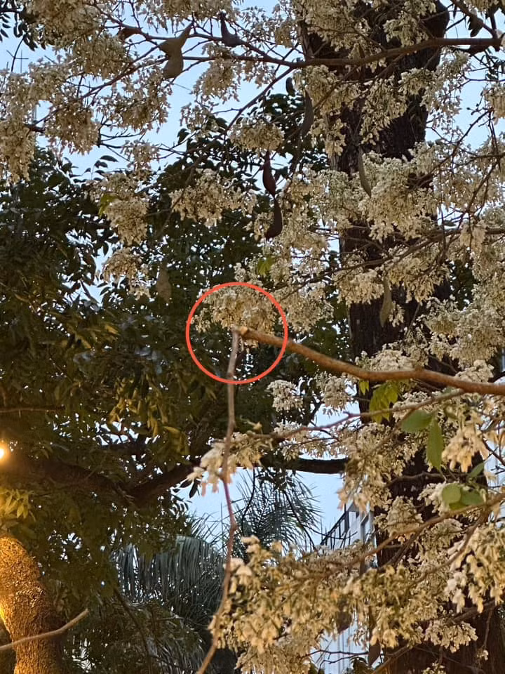 Ở phần bình luận, một vị khách được cho là có mặt vào thời điểm những bức ảnh nói trên được ghi lại cho biết, không chỉ có những người trong ảnh mà một số người khác cũng có những hành động không đẹp, hay nói thẳng ra là thiếu ý thức khi chụp ảnh cùng hoa sưa. Khi được nhắc nhở, có người đã đáp trả rằng "cái cành sinh ra là để làm như vậy". (Ảnh: Chuyện của Hà Nội)