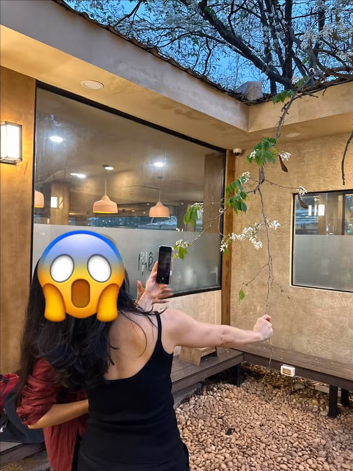 Nhiều cành hoa bị giằng xuống, rơi rụng tả tơi ngay dưới gốc cây, làm mất đi vẻ đẹp vốn có của loài hoa mong manh này. (Ảnh: Chuyện của Hà Nội)