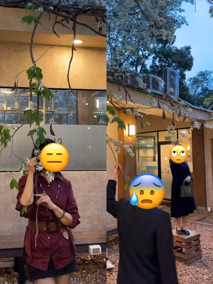 Tuy nhiên mới đây, loạt ảnh ghi lại cảnh một số người kéo, bẻ cành, thậm chí vin cả cành cây từ trên cao xuống để có được bức hình "sống ảo" lan truyền trên mạng xã hội, khiến không ít người bức xúc. Có người còn đứng lên chiếc bàn để đồ uống để sống ảo. (Ảnh: Chuyện của Hà Nội)