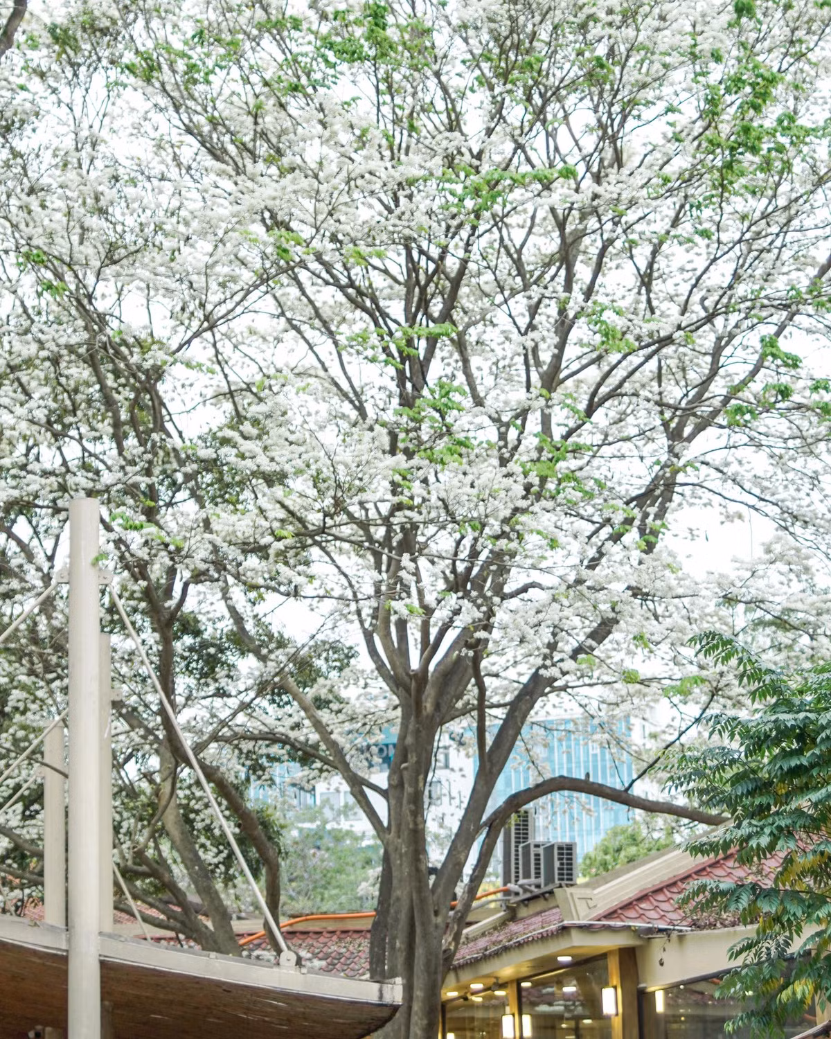 Cây hoa sưa ở quán cà phê bên Bảo tàng Hồ Chí Minh không chỉ đẹp mà còn vô cùng ấn tượng, cây cao lớn, tán rộng vươn ra như một chiếc ô trắng khổng lồ, bao trùm cả khoảng trời phía trên quán (Ảnh: Phê La)