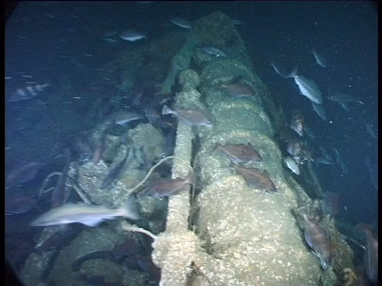 U-1003 thuộc lớp tàu ngầm Type VIIC/41, được khởi đóng ngày 18/1/1943, biên chế vào tháng 9 cùng năm đó với thủy thủ đoàn 44 người. Nguồn ảnh: WHO