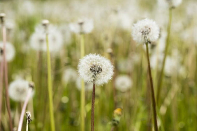 Trà thảo dược bồ công anh có tác dụng hỗ trợ giải độc gan, vận chuyển các chất độc ra khỏi cơ thể, lợi tiểu.