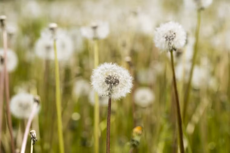 Trà thảo dược bồ công anh có tác dụng hỗ trợ giải độc gan, vận chuyển các chất độc ra khỏi cơ thể, lợi tiểu.