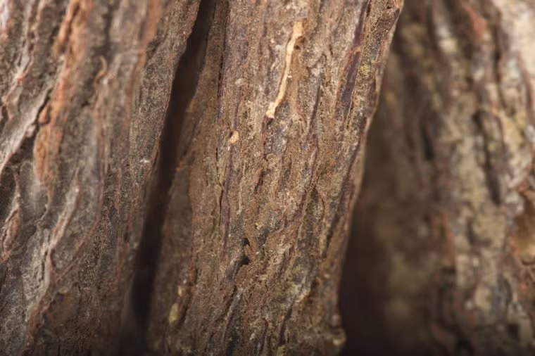 Cam thảo có lợi trong một phương thức giải độc để phục hồi và chống viêm mạnh. Khi bạn sử dụng kẹo hay trà cam thảo đều thấy được hương vị cay của tinh dầu này.