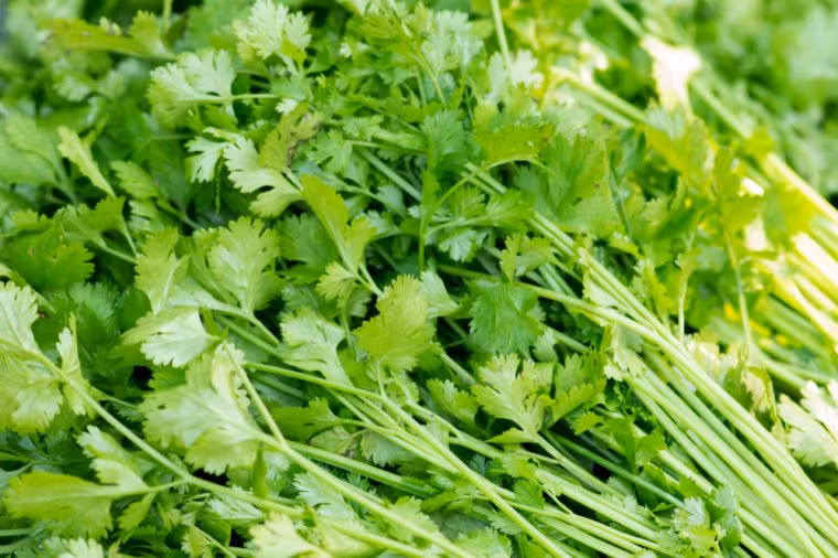 Rau mùi (ngò) không chỉ để trang trí cho món ăn thêm hấp dẫn mà còn có thể giúp bạn giải độc.