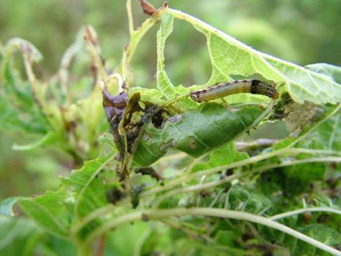 Sâu dâu hay nhậy sâu là ấu trùng của một loại xén tóc sống và lớn dần trong thân cây dâu tằm. Toàn thân sâu mềm nục, con nhỏ bằng đầu đũa, con to có thể bằng ngón tay, dài 3-5 cm, màu trắng như sữa. Sâu dâu nướng qua cho vào rượu trắng ngâm trong nhiều ngày, uống chữa cơ thể suy nhược, gầy yếu, hay mỏi mệt, rất thích hợp với cơ thể người cao tuổi.