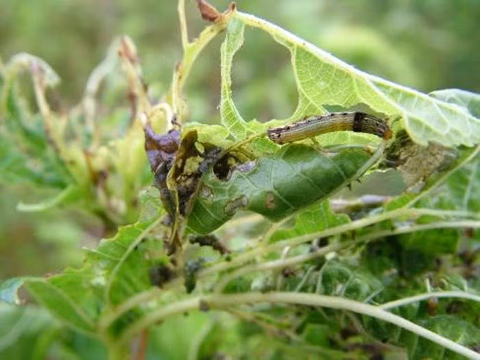 Sâu dâu hay nhậy sâu là ấu trùng của một loại xén tóc sống và lớn dần trong thân cây dâu tằm. Toàn thân sâu mềm nục, con nhỏ bằng đầu đũa, con to có thể bằng ngón tay, dài 3-5 cm, màu trắng như sữa. Sâu dâu nướng qua cho vào rượu trắng ngâm trong nhiều ngày, uống chữa cơ thể suy nhược, gầy yếu, hay mỏi mệt, rất thích hợp với cơ thể người cao tuổi.