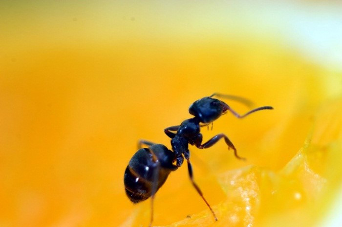 Kiến đen là loại côn trùng nhỏ này chứa tới 40-70% protein gồm nhiều loại axit amin và có những loại không chất nào có thể thay thế được. Theo Đông y thì kiến đen có tác dụng thanh nhiệt giải độc, tiêu thũng và giảm đau. Các thử nghiệm lâm sàng trên người còn cho thấy sử dụng rượu ngâm trứng kiến gai đen cải thiện sức khỏe, thần kinh, tăng cường năng lượng cho người lao động trí óc, người suy nhược cơ thể, tăng cường chức năng sinh lý, hỗ trợ chứng suy giảm sinh dục của nam giới đặc biệt tốt.