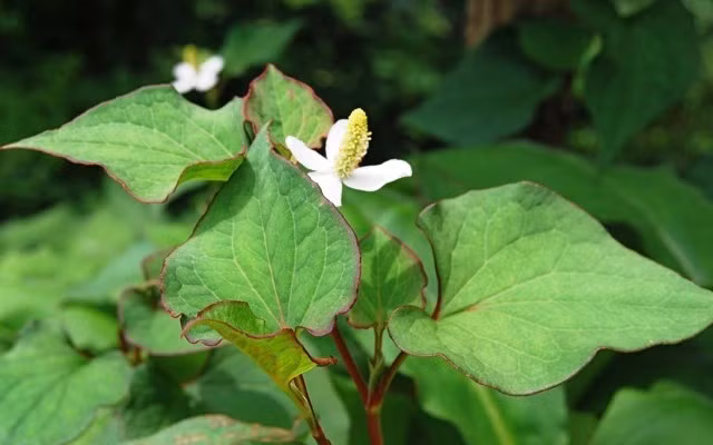 Rau diếp cá mùi tanh như cá nên còn được gọi là “ngư tinh thảo”, ngoài ra còn có tên là lá giấp hay, trấp thái. Rau diếp cá từ xưa được dùng để trị bệnh rất hiệu quả. Một số công dụng trị bệnh của rau diếp cá như: chữa phế ung và các chứng bệnh đường hô hấp, Chữa chứng ho ra máu, khạc ra đờm ở bệnh nhân lao phổi...