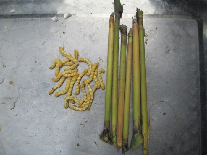 Một trong những món ăn kinh dị chữa bệnh ở Việt Nam là sâu chít. Sau khi thu hoạch về, sâu chít được rửa sạch bằng nước muối rồi để ráo nước. Muốn để được lâu người ta thường rang lên hoặc sấy khô. Sâu chít sau khi rang khô được tẩm mật ong sau đó lại sấy khô tiếp rồi cho vào hũ thủy tinh đậy kín dùng dần hỗ trợ chữa liệt dương, tăng cường sinh lý.