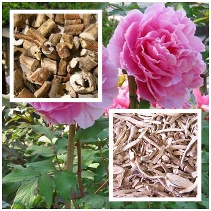 Mẫu đơn bì - Vị thuốc giúp chữa hoa mắt đau đầu, đau bụng kinh.