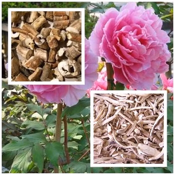 Mẫu đơn bì - Vị thuốc giúp chữa hoa mắt đau đầu, đau bụng kinh.