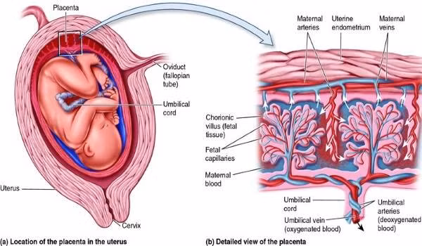 Nhau thai đươc nhiều người Việt sử dụng làm thuốc để tẩm bổ. Ảnh: Internet.