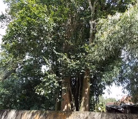 Cây củ chi là loài thực vật nguy hiểm này có thể giết chết người một thời mọc tràn lan ở vùng đất nằm phía Tây Bắc Sài Gòn. Loài cây này có độc tính cao, được xếp vào loại độc dược hạng A. Độc tính cây Củ Chi xếp vào hàng đầu, không thuốc nào giải độc được. Thân, lá, rễ, quả, hạt cái nào cũng độc, ăn vào một chút xíu là cứng lưỡi, cứng người chết ngay tức khắc.