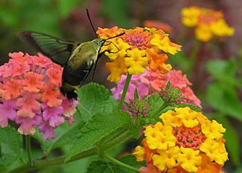 Thơm ổi có tên khoa học là Lantana spp. Quả có chất độc Lantanin alkaloid Hoặc lantadene A gây bỏng rát đường ruột, giãn cơ, rối loạn tuần hoàn máu và có thể dẫn đến tử vong.