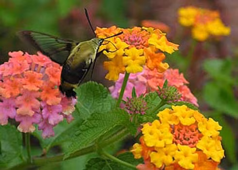 Thơm ổi có tên khoa học là Lantana spp. Quả có chất độc Lantanin alkaloid Hoặc lantadene A gây bỏng rát đường ruột, giãn cơ, rối loạn tuần hoàn máu và có thể dẫn đến tử vong.