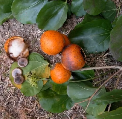 Mã tiền gây tê liệt cơ hô hấp dẫn đến tử vong. Loại cây này có hình dạng rất giống quả cam, quả mã tiền là một loại quả chứa độc dược cực mạnh. Hạt của chúng chứa nhiều alcaloid, chất độc có khả năng gây co quắp toàn thân và tê liệt cơ hô hấp gây ngạt thở dẫn đến tử vong.